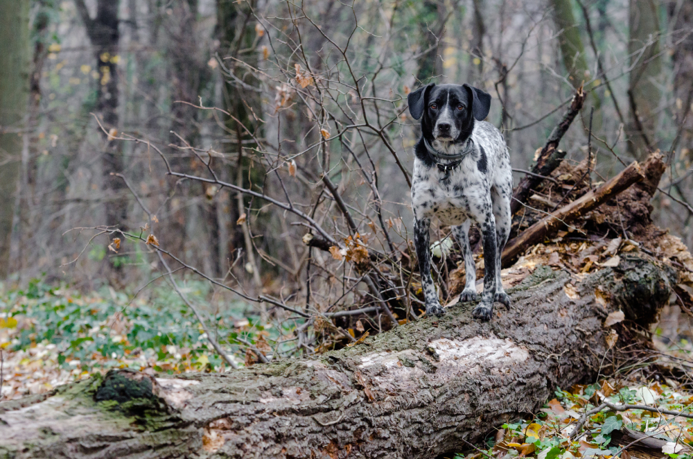 Dog German short haired pointer outdoor in woods(Border Point Dog - as per vet)