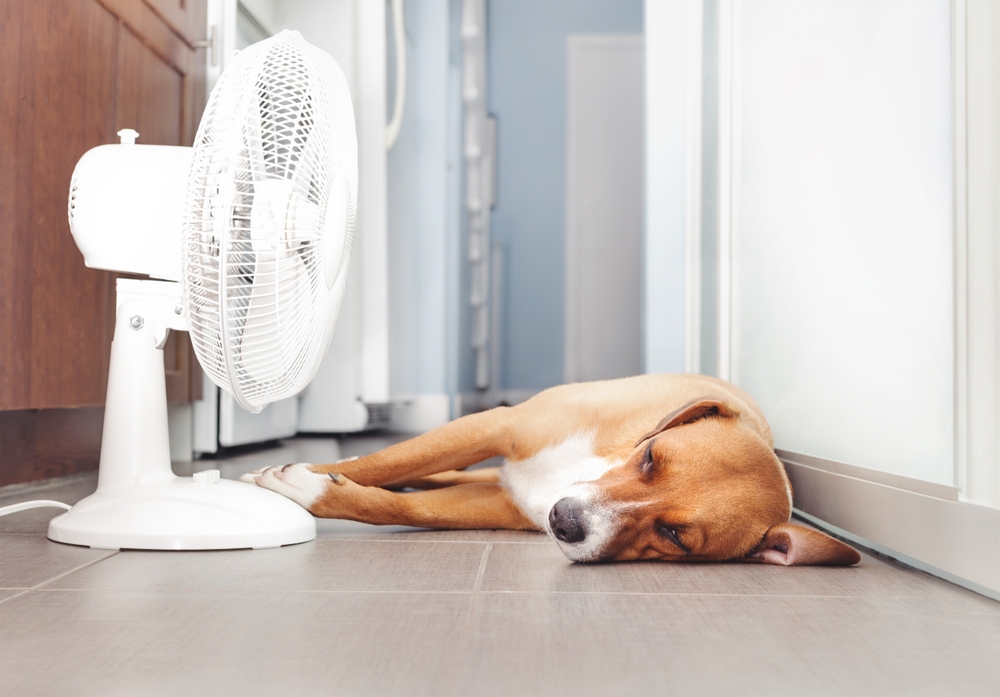 Dog lying in front of fan