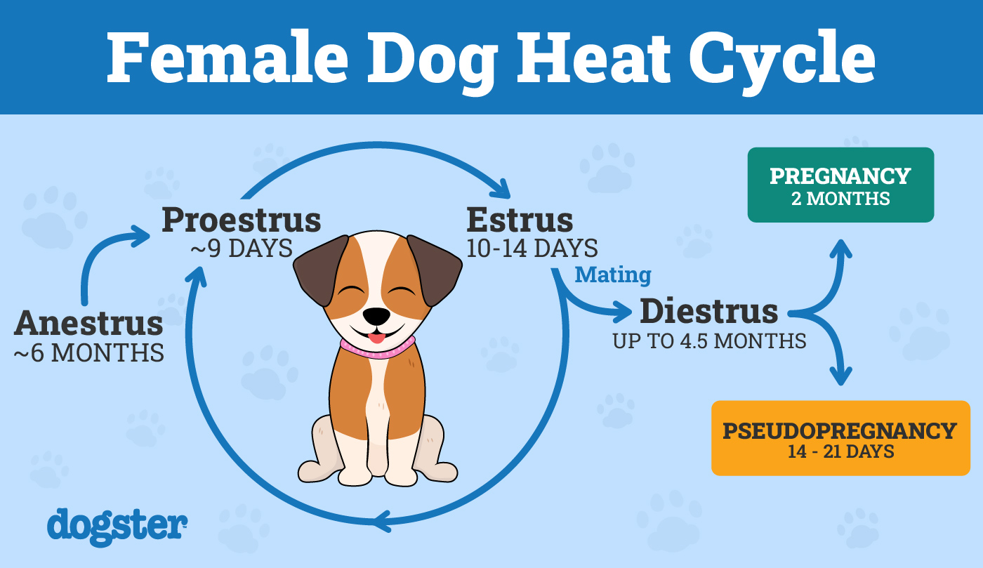 Dog Heat Cycle