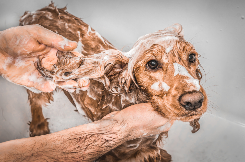 English cocker spaniel dog getting a bath