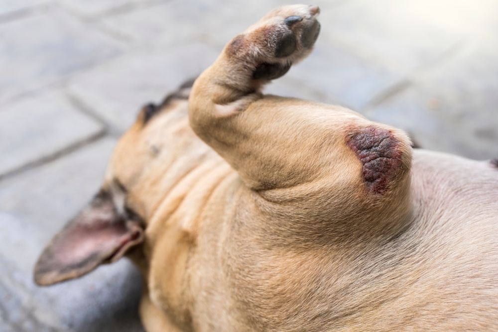French bulldog with elbow calluses