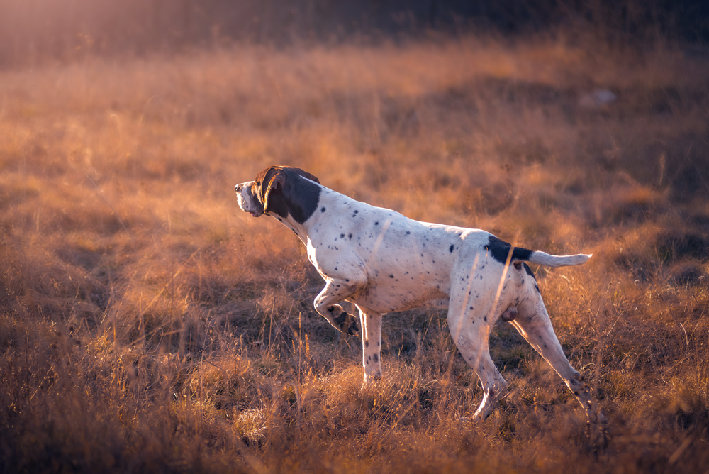 German Shorthaired Pointer dog hunting in a field