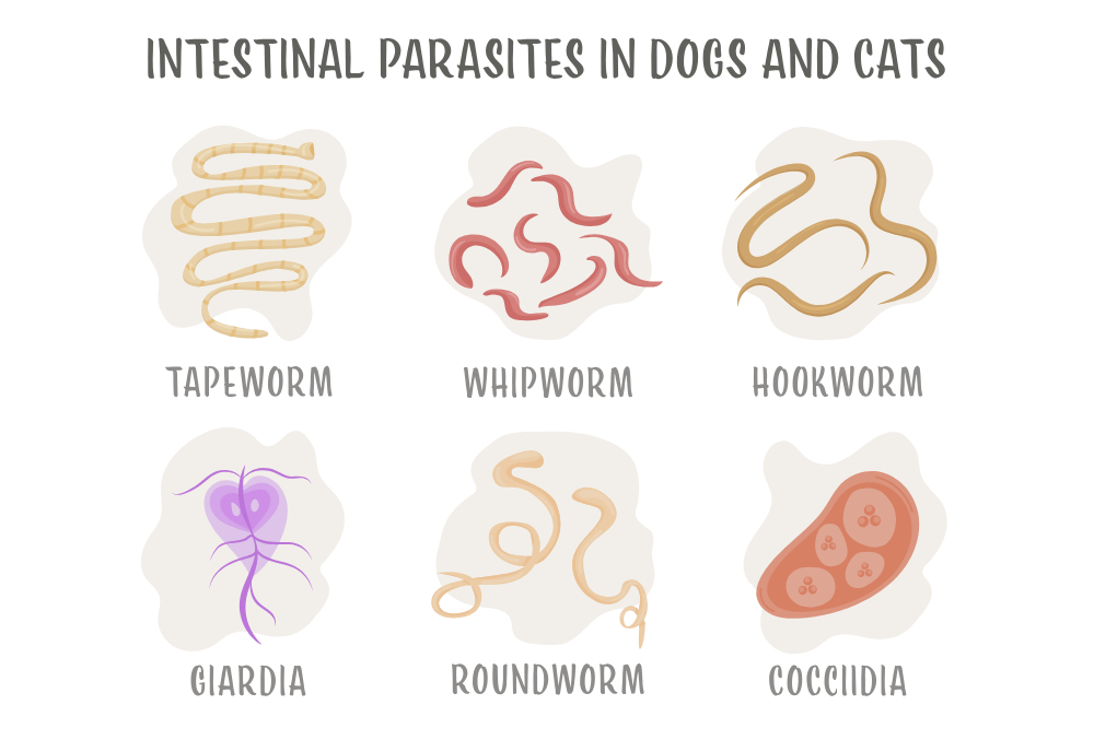 Internal parasites in dog and cats like Roundworms, hookworms, tapeworms infographics