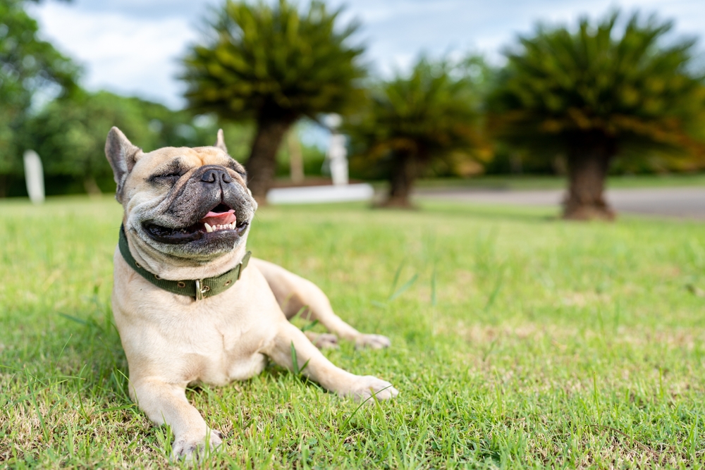 Panting dog lying on grass field