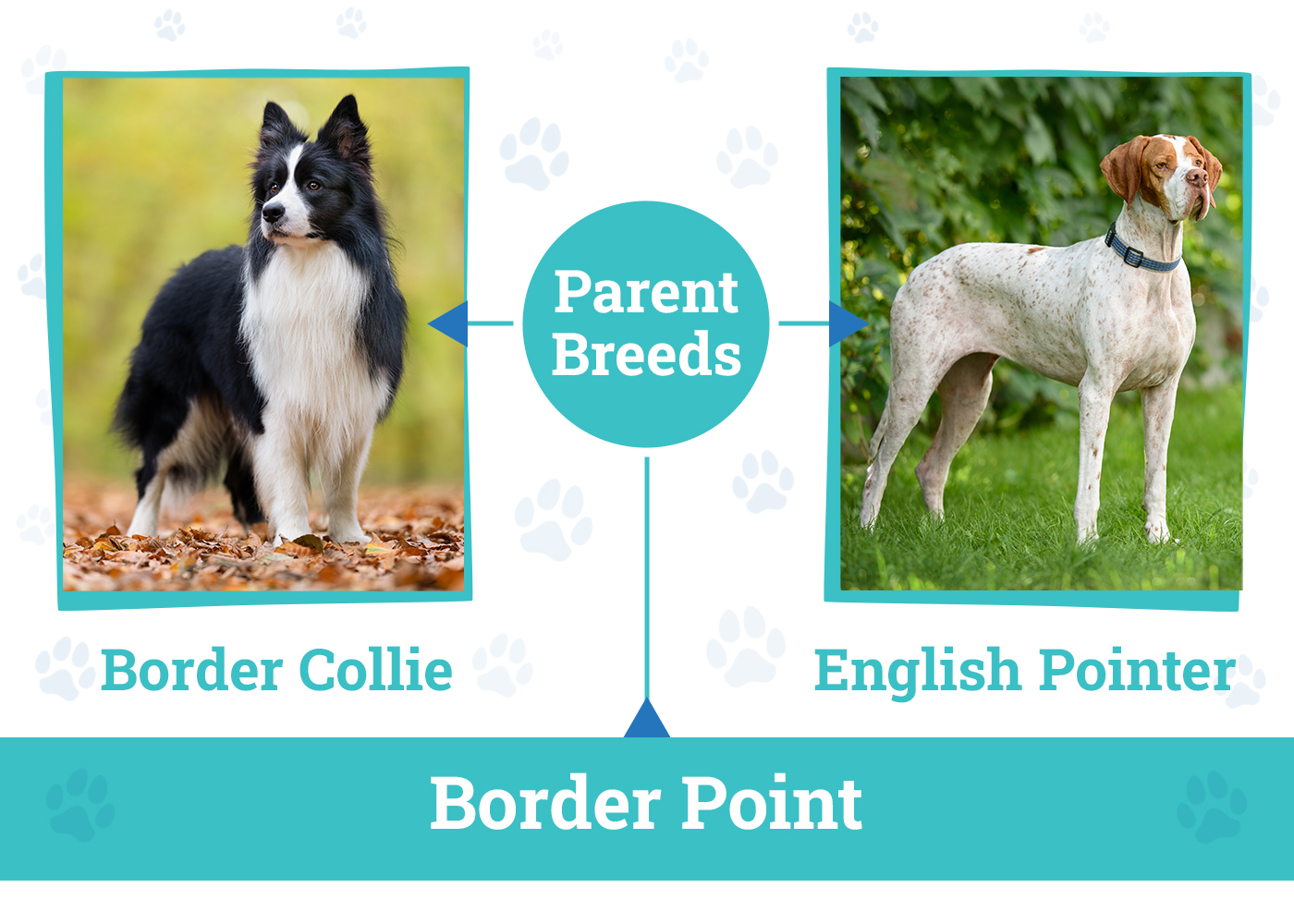 Parent Breeds of Border Point Dog