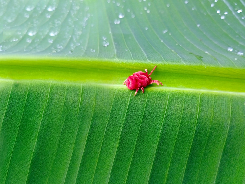 Red mite on a banana leaf