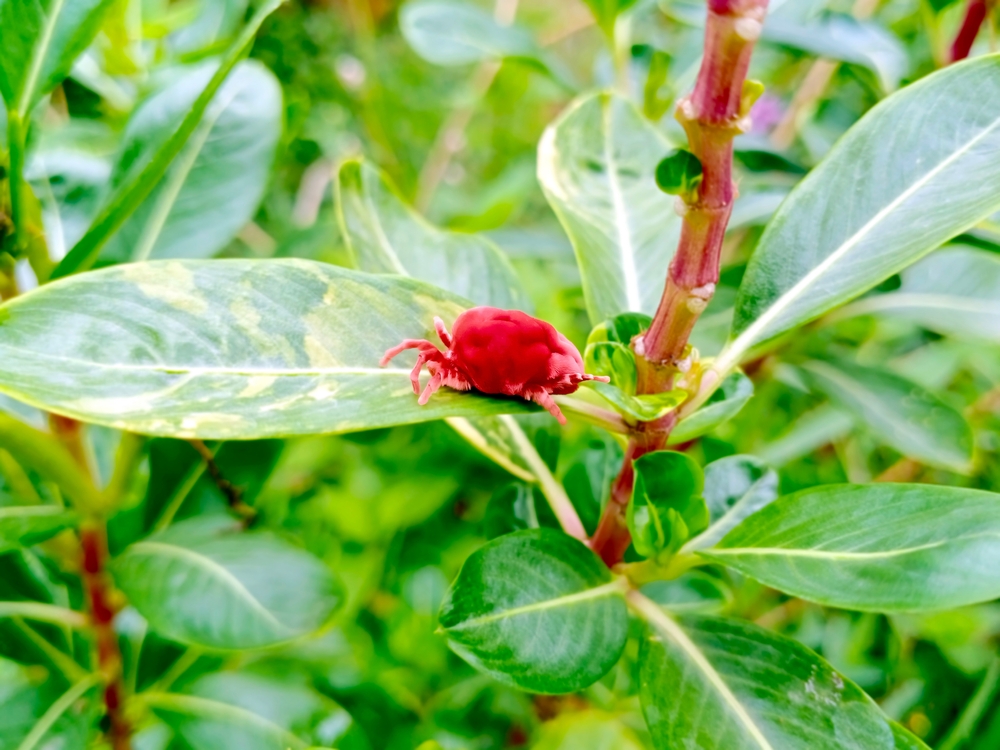 Red mite on a leaf