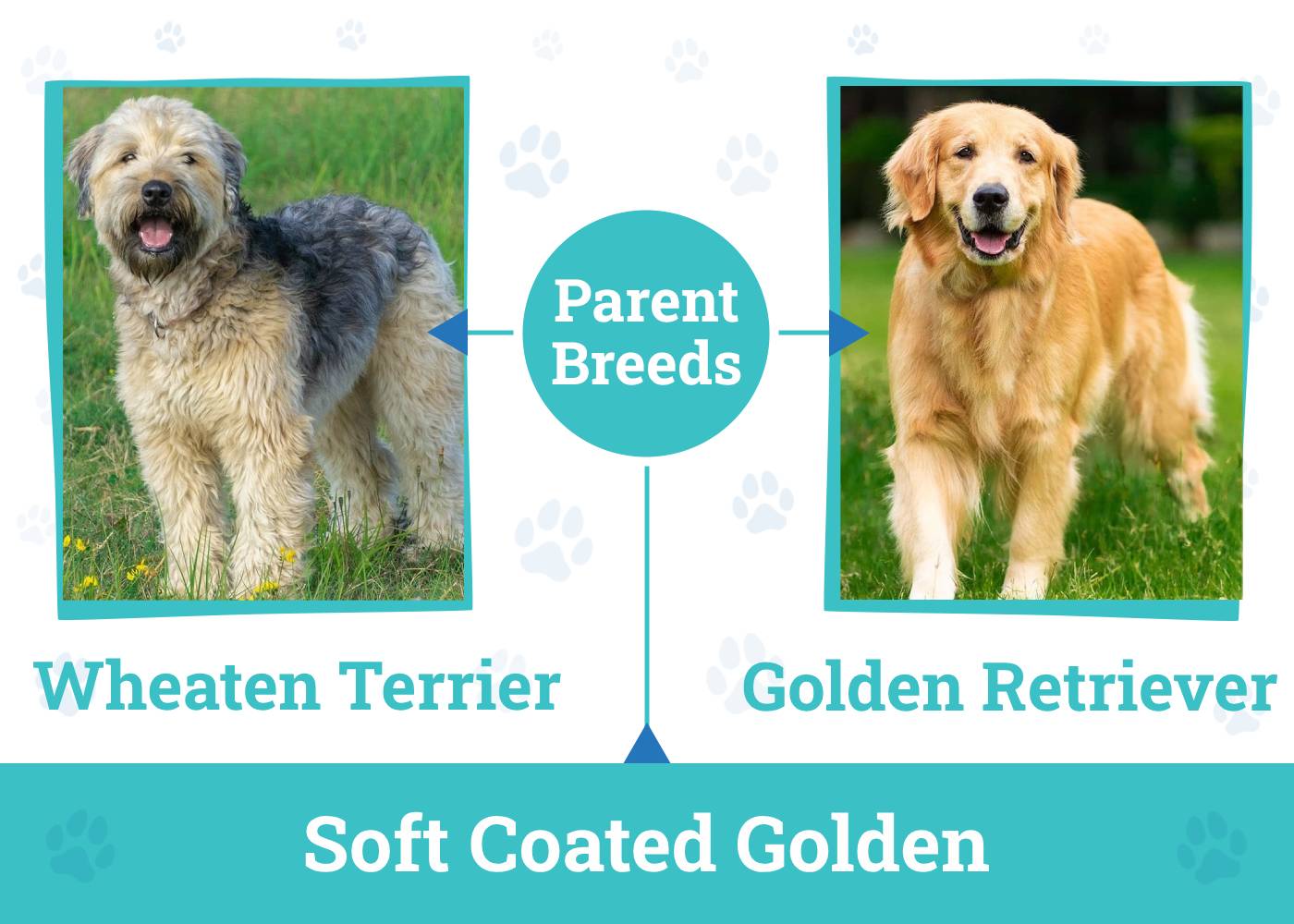 Soft Coated Golden_Parent Breeds