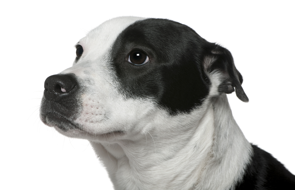 Staffordshire Terrier mixed with a Border Collie