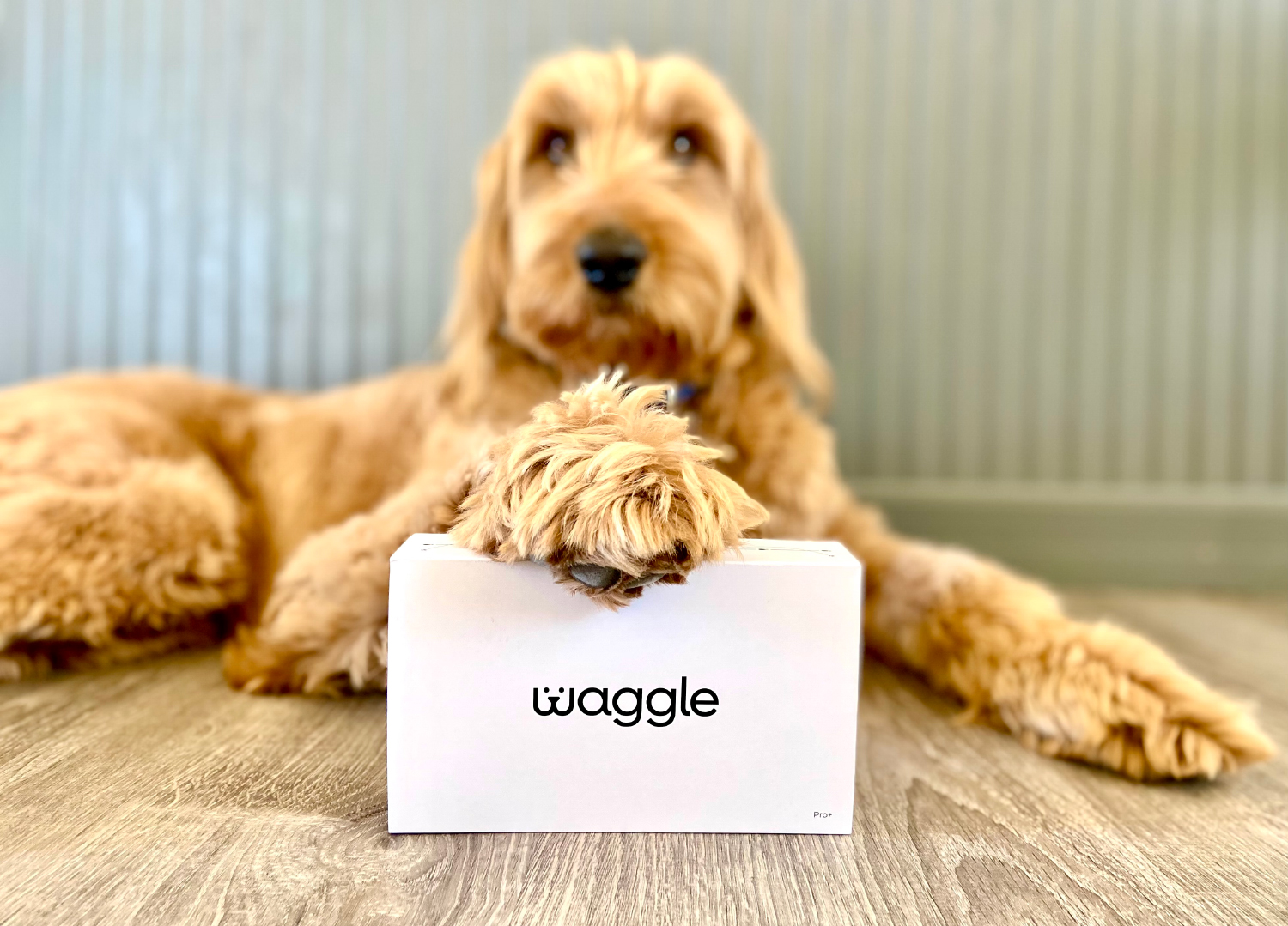 Waggle Pet Monitor Pro+ - micah with Waggle box