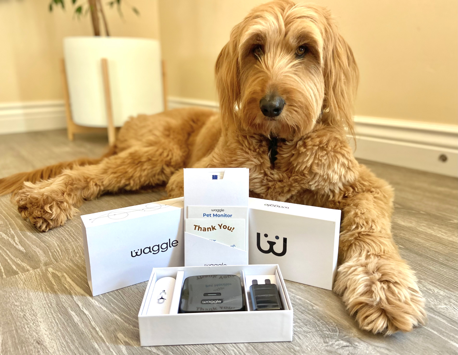 Waggle Pet Monitor Pro+ - unboxing products with micah