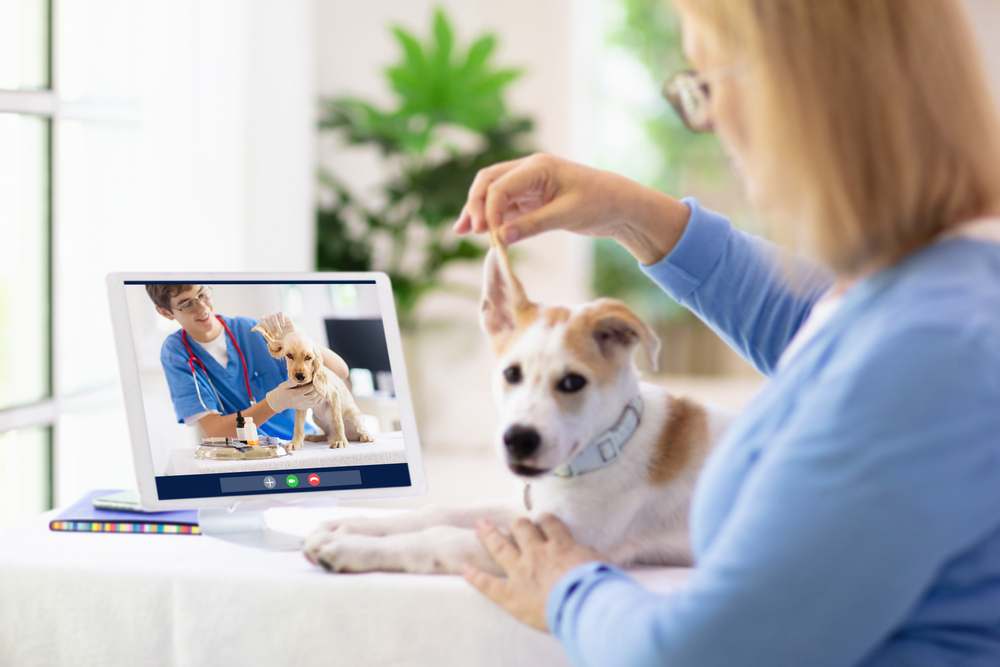 a woman with her dog is having an online consultation with veterinarian