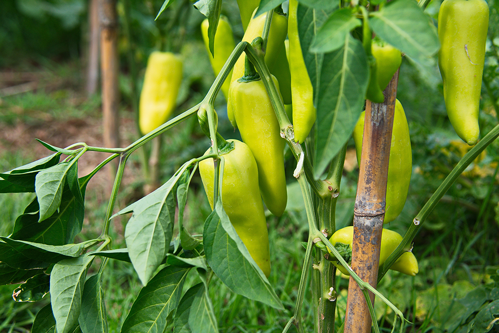 Banana Pepper plant