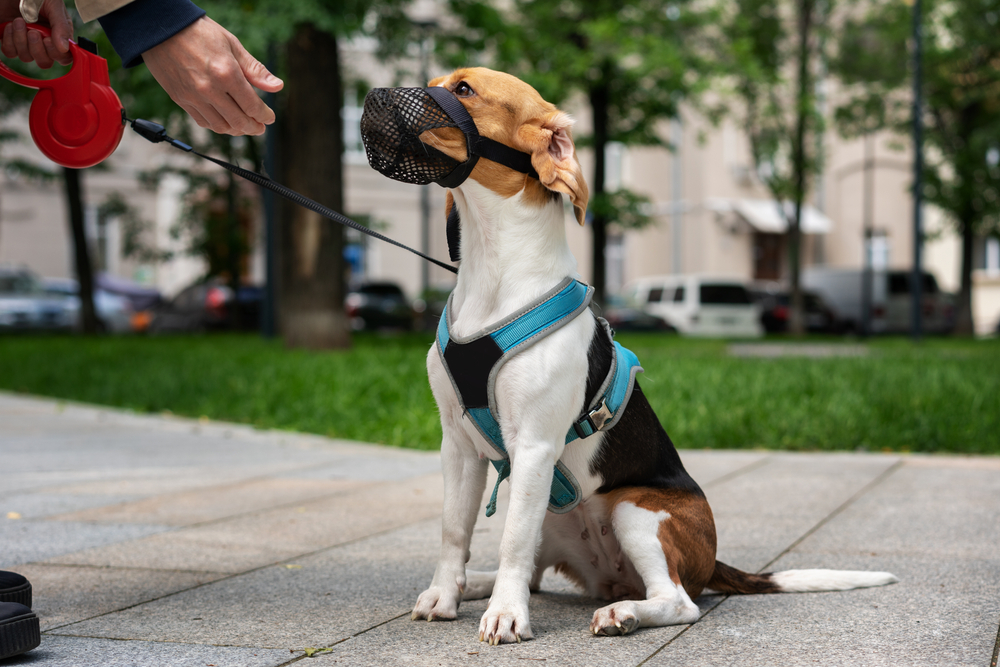 beagle on harness and leash wearing muzzle outdoor