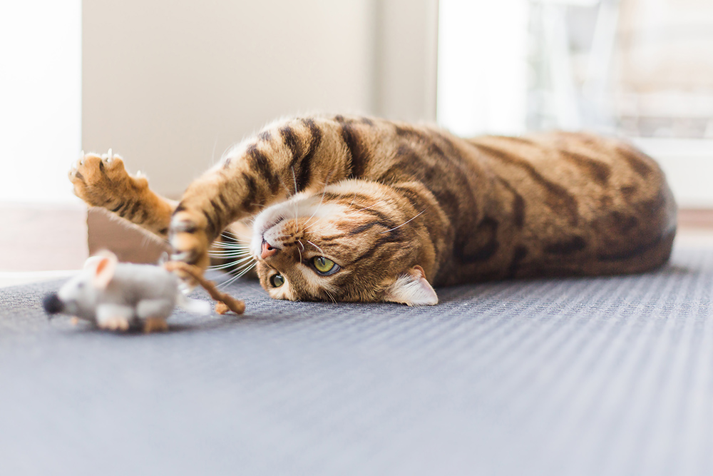 bengal cat playing with toy at home