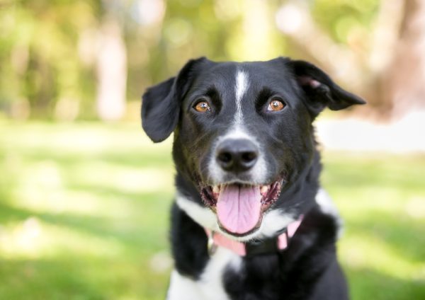 black and white Border Collie mixed breed dog (Border Point Dog- as per vet)