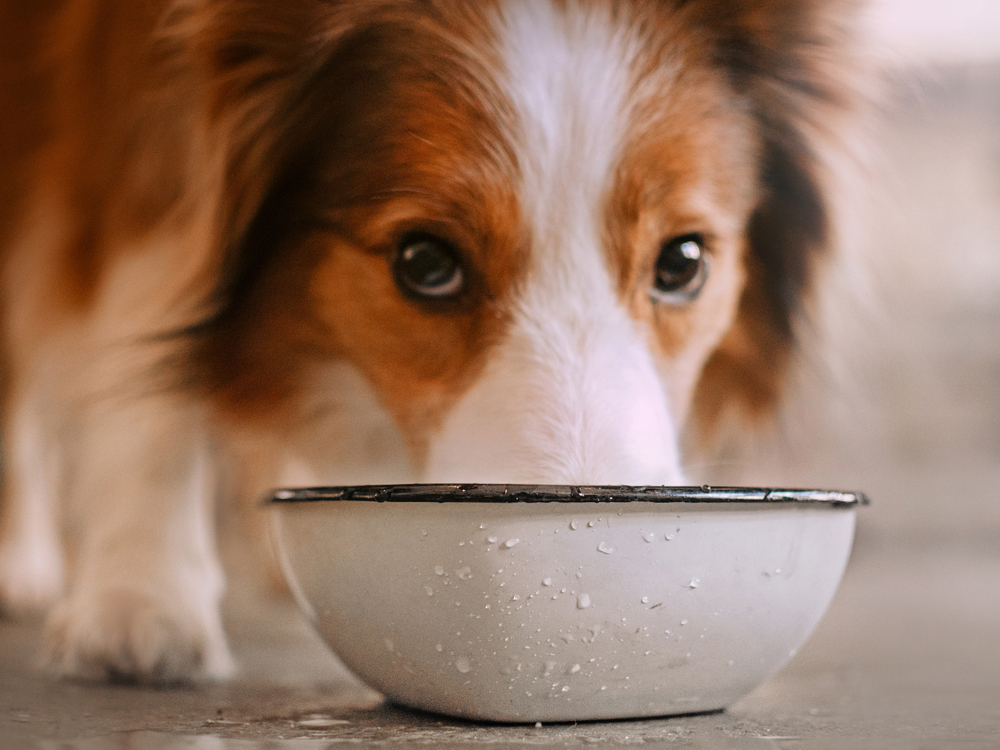 border collie dog drinking from a water bowl