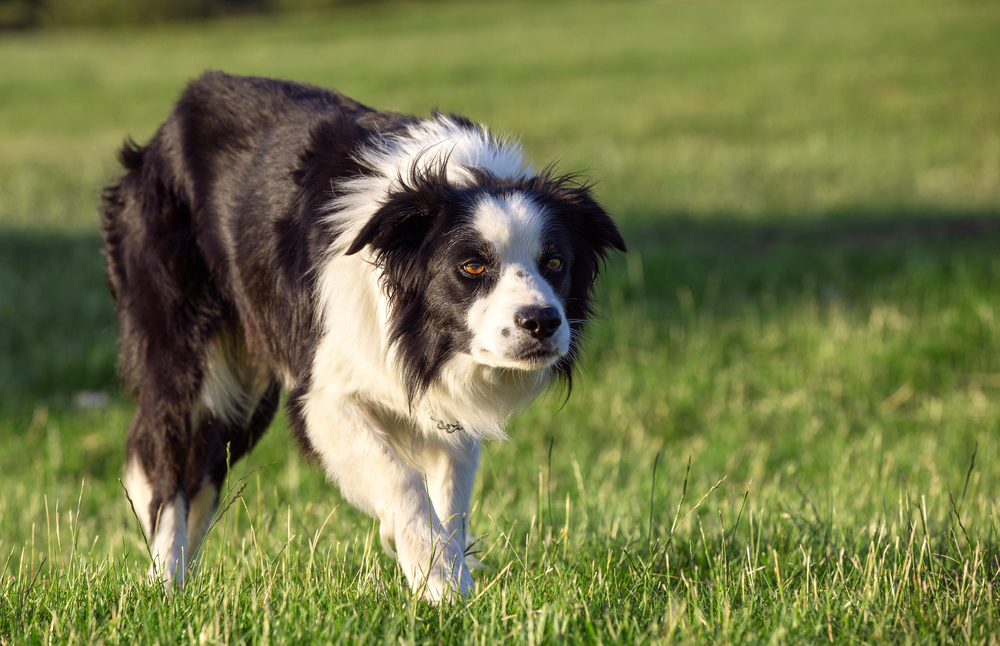 border collie dog stalking in a field