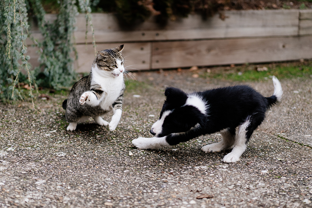 cat bullying a border collie puppy