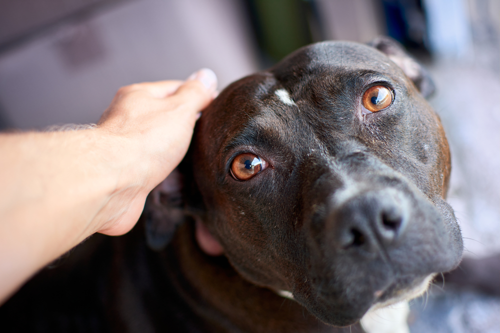 closeup shot of a person petting a sad pitbull dog
