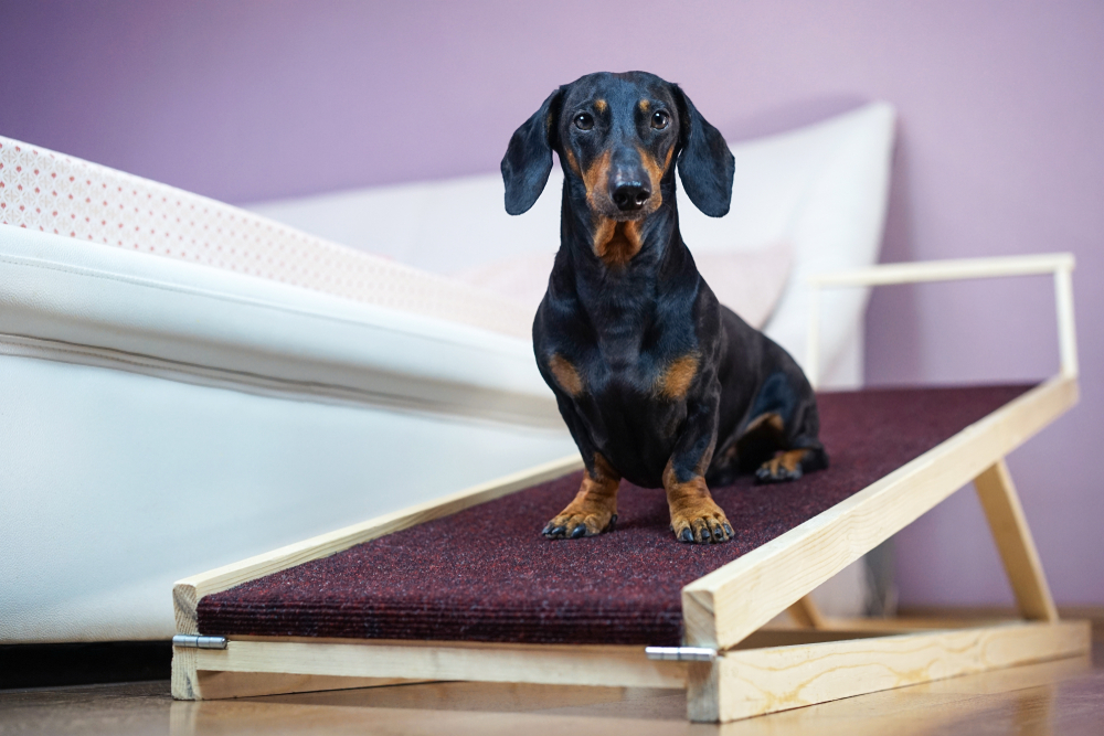 dachshund dog sitting on a ramp