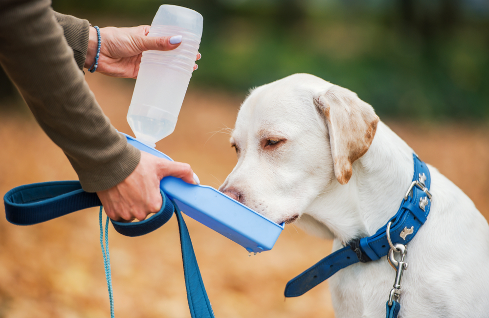 dog drinking water from portable water container
