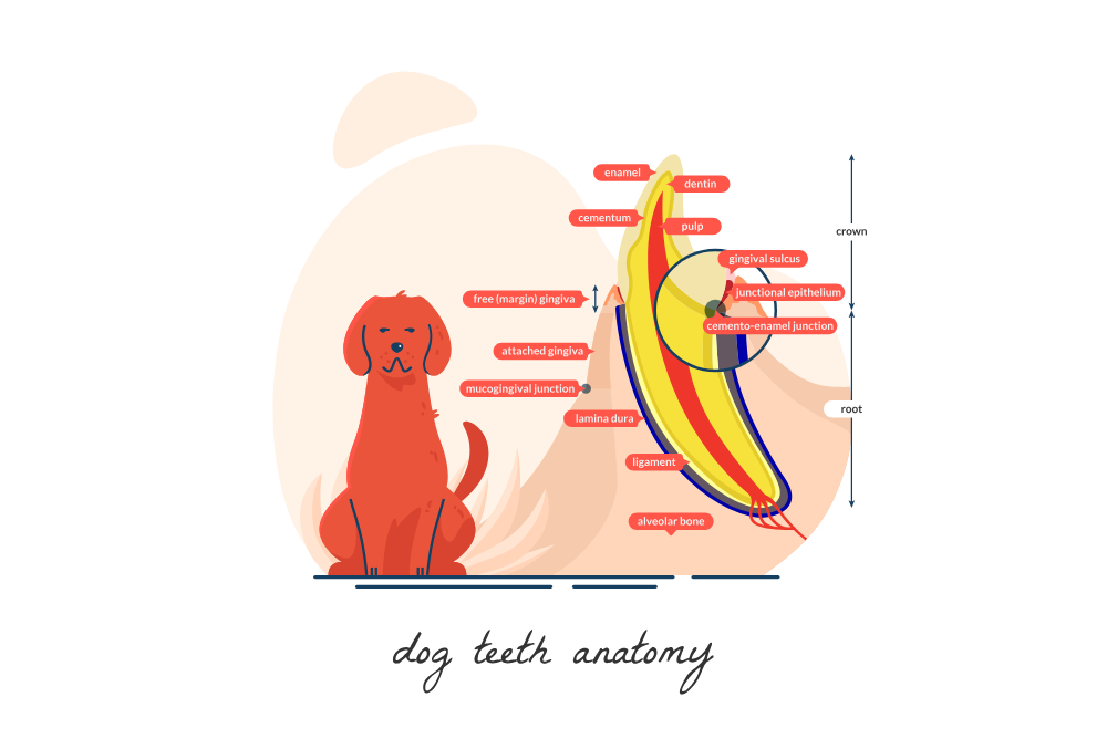 dog teeth anatomy infographic illustration