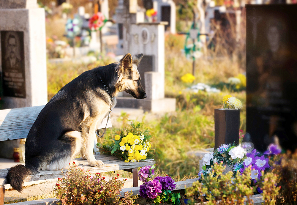 german shepherd sitting in front of a tomb in a cemetery