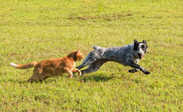 Ginger cat chasing merle dog