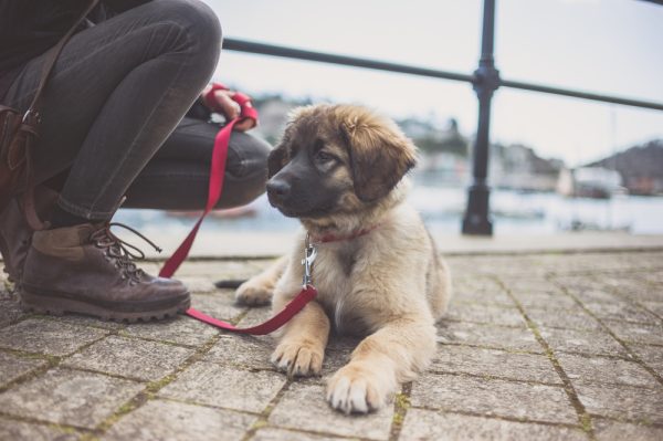 leonberger-puppy-with-his-owner-outdoor