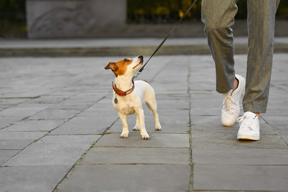 man walking his jack russell terrier dog in the city