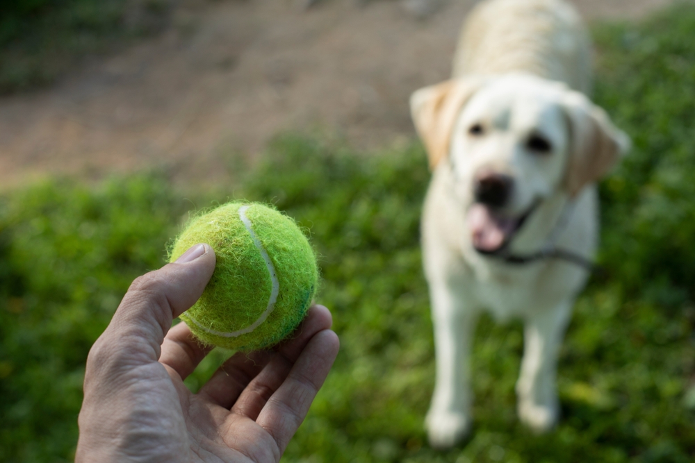 owner playing tennis ball with dog