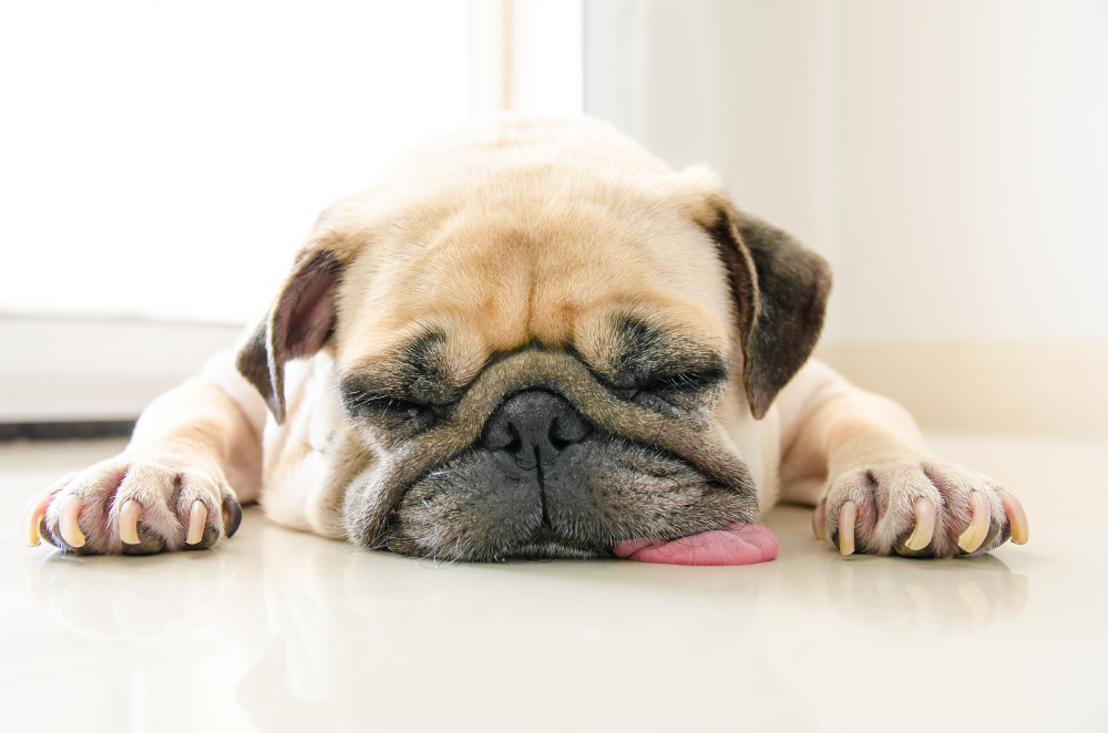 pug dog lying on floor tired or sick at home
