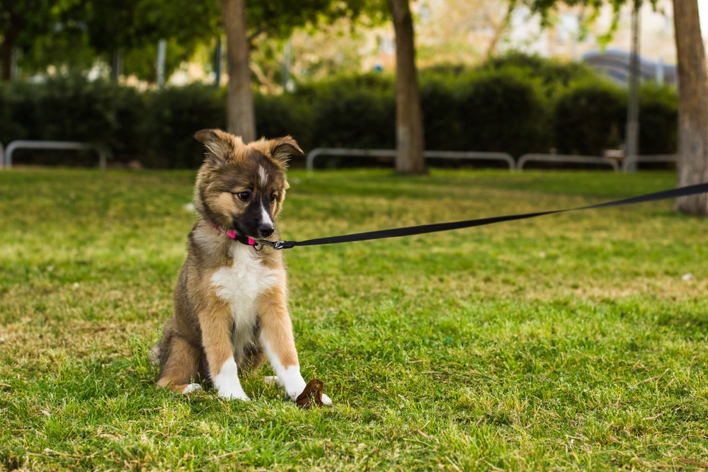puppy-on-a-leash-at-the-grass