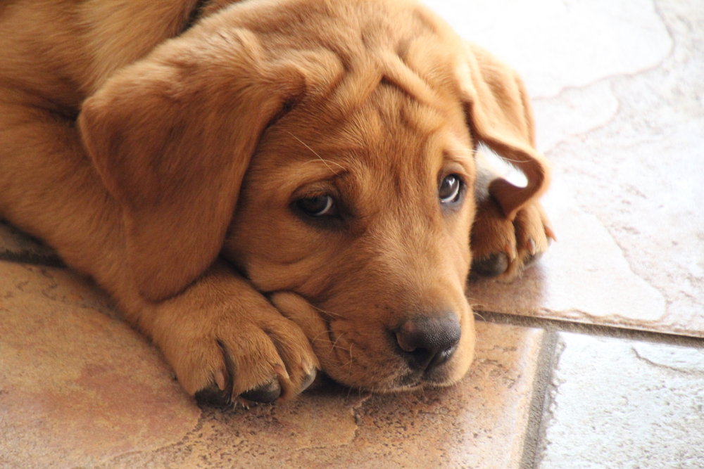 red Labrador retriever puppy lying on floor with sad face