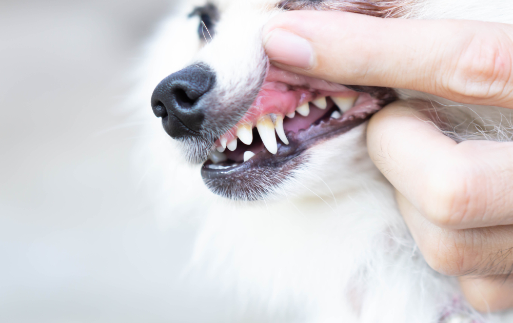 teeth of pomeranian dog with tartar and tooth Abscess