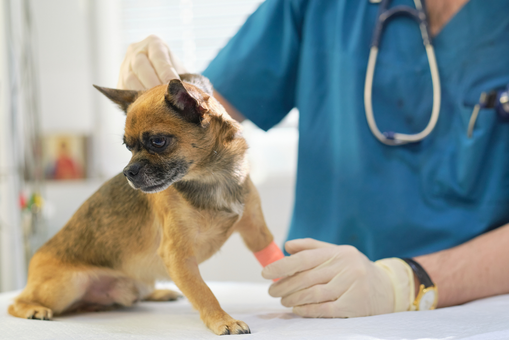 veterinarian checks the dog's skin turgor