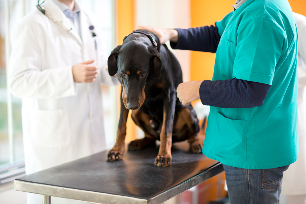 veterinarian examining Great Dane on cancer in vet clinic