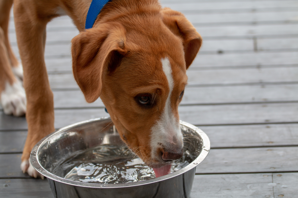 young dog drinking water from metal bowl