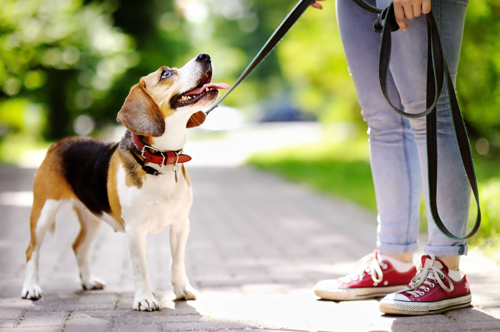 young woman walking with her beagle dog at the park