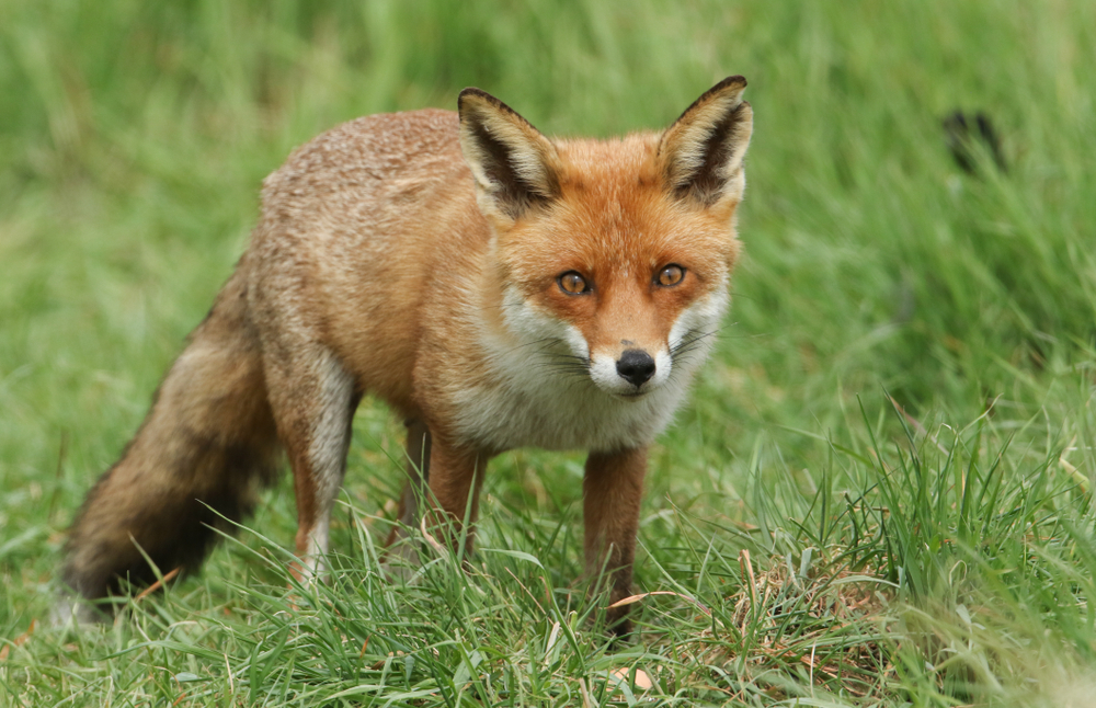 A magnificent wild Red Fox