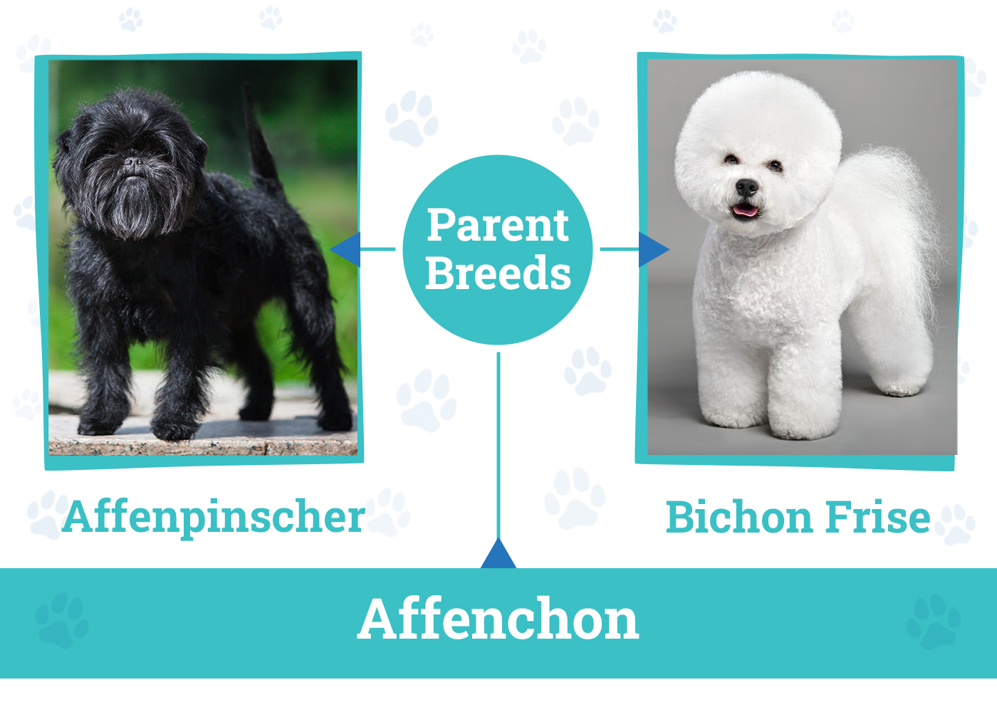 Parent Breeds of the Affenchon