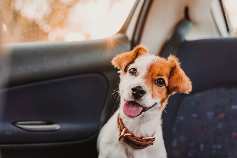 Why Do Dogs Pant in the Car? Vet Reviewed Causes, Risks & Prevention ...