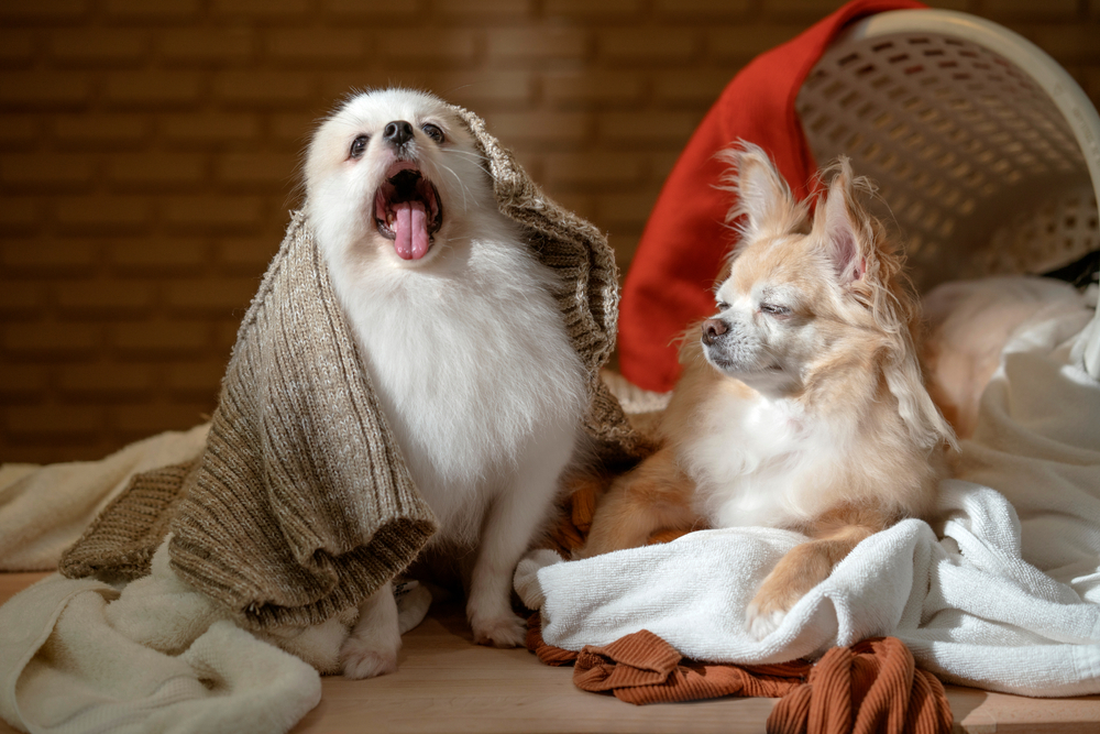 little two lap dogs messy playing fold cloths basket on wooden laundry table