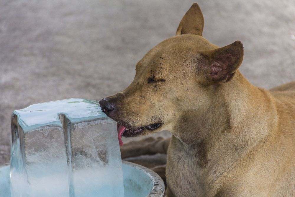 dog licking ice block
